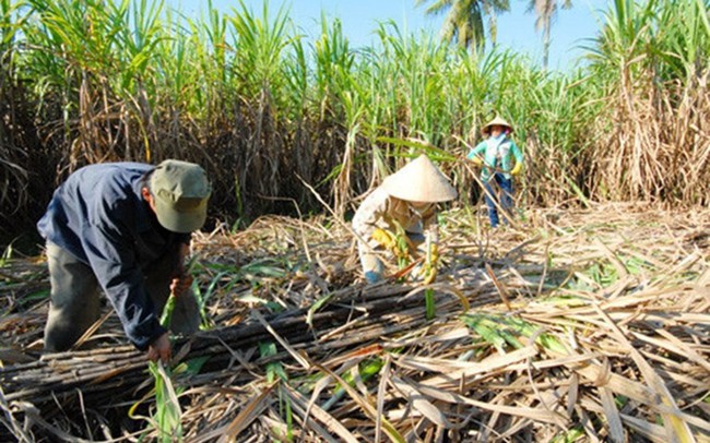 Hiệp hội Mía đường kêu cứu vì hàng trăm nghìn tấn "chết" trong kho