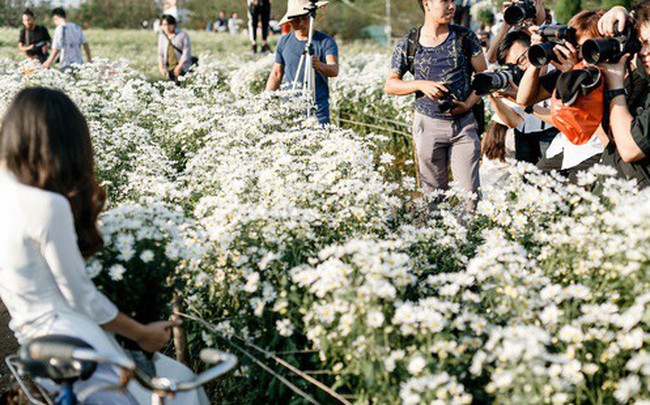 Vườn cúc hoạ mi ở Hà Nội "thất thủ" cuối tuần: 1 mét vuông có chục nhiếp ảnh gia và mẫu