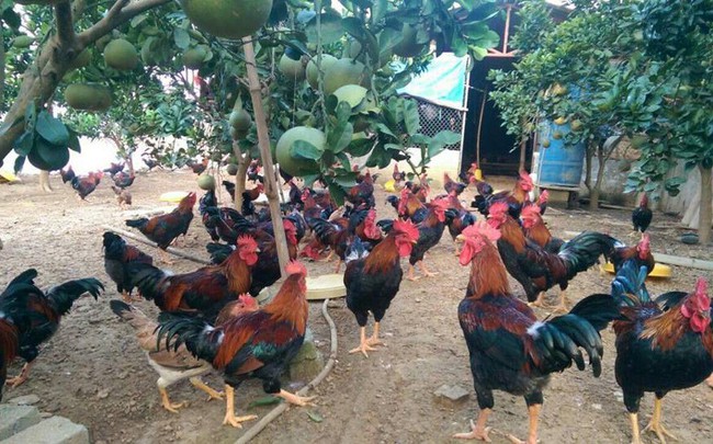 nuôi gà ta thả vườn