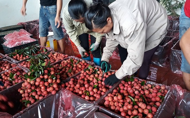 Vô số bất cập logistics “cản chân” nông sản Việt
