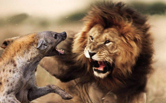 Từ câu chuyện sư tử dạy con "Hãy đối đầu với hổ báo nhưng tránh xa lũ chó điên" và bài học: Đừng tốn thời gian dây dưa với những kẻ vô lý!