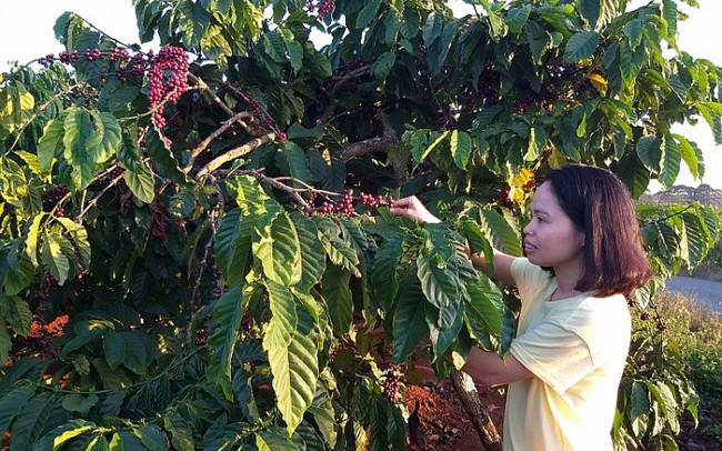 Cà phê Việt dần "thất sủng" trên đất Mỹ