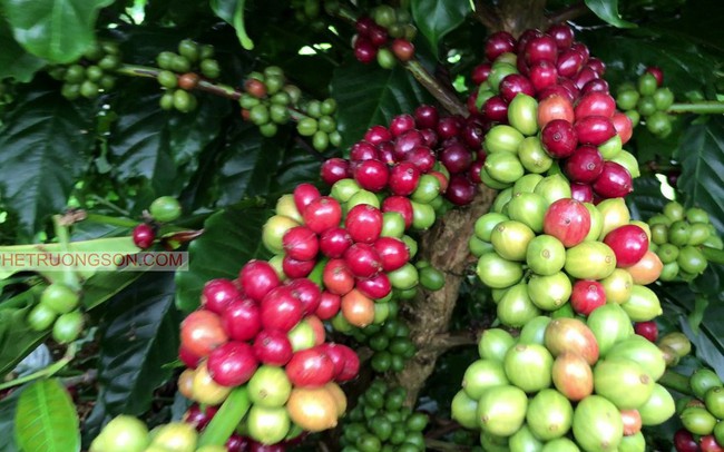 Hạn hán kéo dài, sản lượng cà phê có thể giảm mạnh trong thời gian tới
