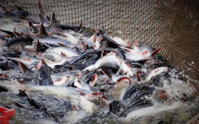 Mỹ tăng mạnh nhập khẩu cá da trơn từ Việt Nam