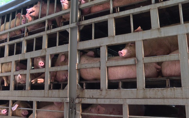 Thanh Hóa bắt giữ và tiêu hủy hàng trăm con lợn mắc dịch tả lợn châu Phi
