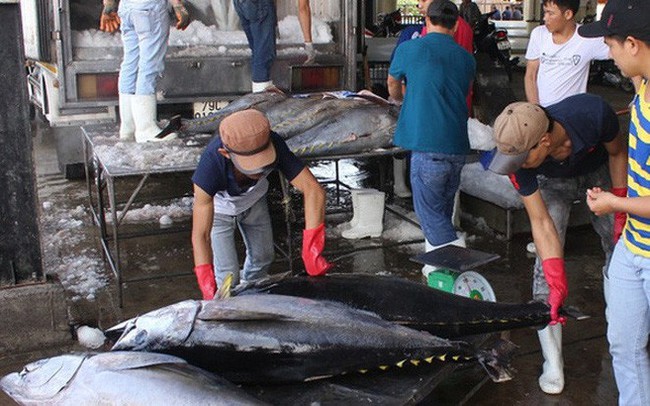 ATIGA: Cơ hội lớn nhưng đầy thách thức cho các doanh nghiệp xuất khẩu cá ngừ Việt Nam