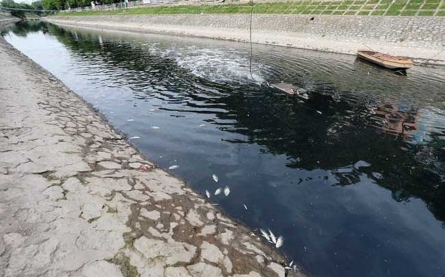 Công ty Thoát nước Hà Nội nói gì về cá chết trên sông Tô Lịch?