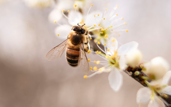 Muốn có nhiều mật thì phải biết phần lại cho ong, càng tận thu càng không được gì: Đạo lý thâm sâu từ kẻ nuôi ong mà rất ít người lĩnh hội được