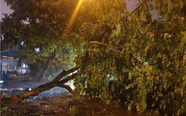 Hàng loạt cây xanh bật gốc, đường ngập sâu khi bão số 3 ập vào Móng Cái