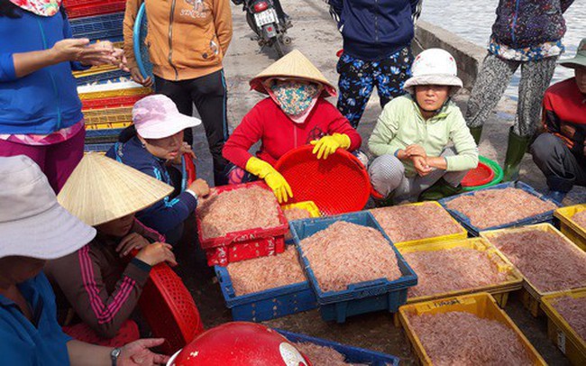 Ngư dân Bình Định kiếm tiền triệu sau vài giờ ra khơi nhờ trúng ruốc biển