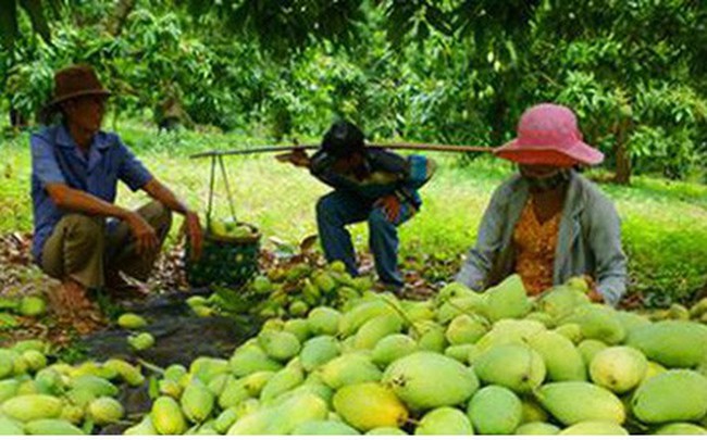Nhiều tín hiệu vui cho xuất khẩu trái cây Việt Nam