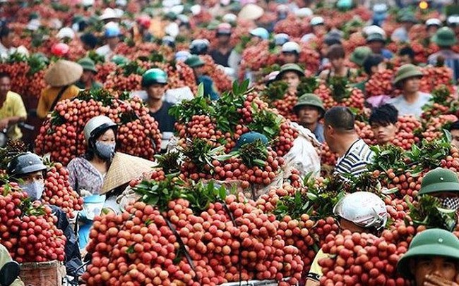 Thương nhân Trung Quốc ùn ùn tới vựa vải thiều lớn nhất Việt Nam