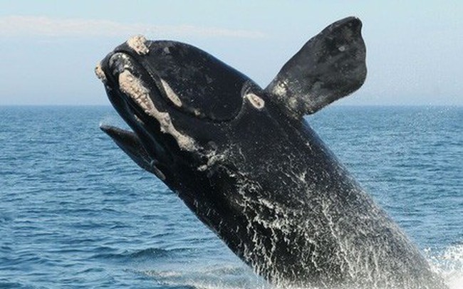 Lần đầu tiên trong lịch sử, chúng ta thu được tiếng hát của loài cá voi đen hiếm bậc nhất thế giới
