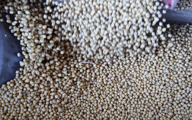 Mỹ-Trung “ông nói gà, bà nói vịt” về việc mua đậu tương