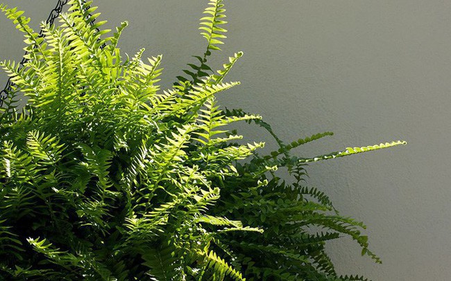 Bạn khỏi cần sợ không khí ô nhiễm khi biết trồng 1 trong 15 loại cây này trong nhà