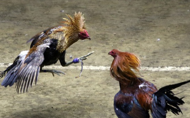 Đá gà, chọi gà: Chiêm ngưỡng vẻ đẹp của môn thể thao "quốc dân" 6.000 năm