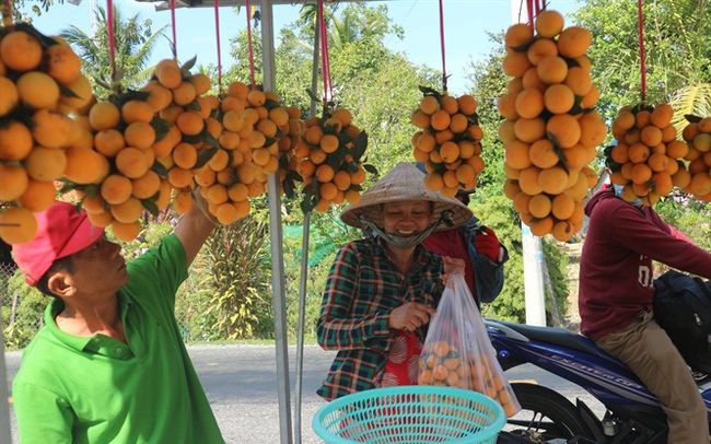 Thanh trà trúng mùa, được giá