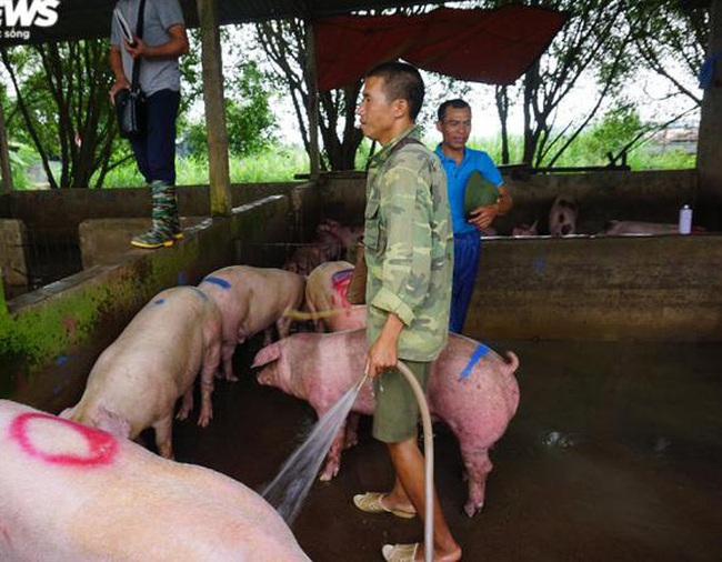 Giá lợn hơi tăng cao kỷ lục, người nuôi vẫn không muốn bán