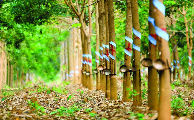 Tập đoàn Công nghiệp Cao su Việt Nam (GVR) đặt kế hoạch lãi ròng 4.029 tỷ đồng trong năm 2020