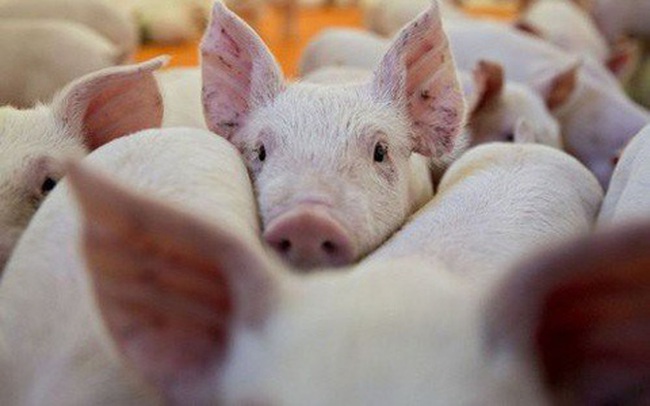 Lần đầu tiên Việt Nam cho nhập khẩu lợn sống để hạ giá lợn hơi trong nước