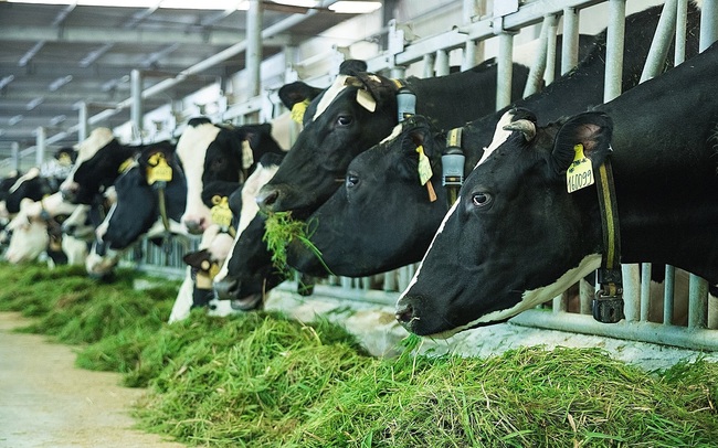 TOP "50 công ty niêm yết tốt nhất Việt Nam năm 2020" năm thứ 8 tiếp tục gọi tên Vinamilk