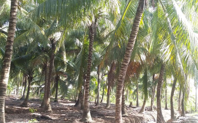 Sau hạn mặn cây dừa giảm năng suất, nhà vườn Bến Tre thất thu
