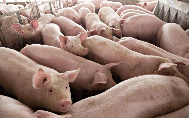 Bộ Nông nghiệp chỉ tên nhiều doanh nghiệp không phối hợp giảm giá thịt lợn