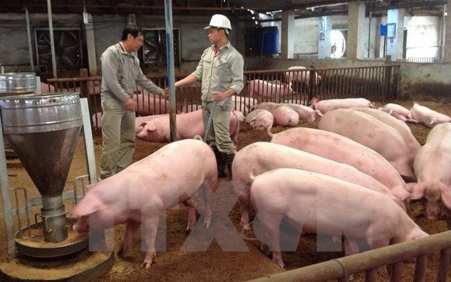 Nông dân không có phần trong lãi khủng của doanh nghiệp kinh doanh lợn