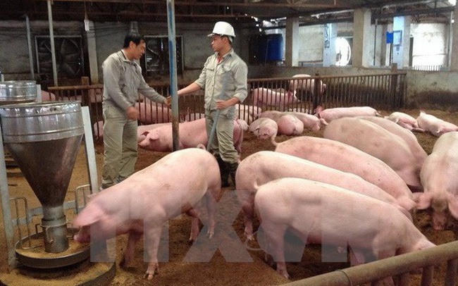 Cuối tuần, giá lợn hơi giảm mạnh trước tin sắp nhập lợn Thái Lan