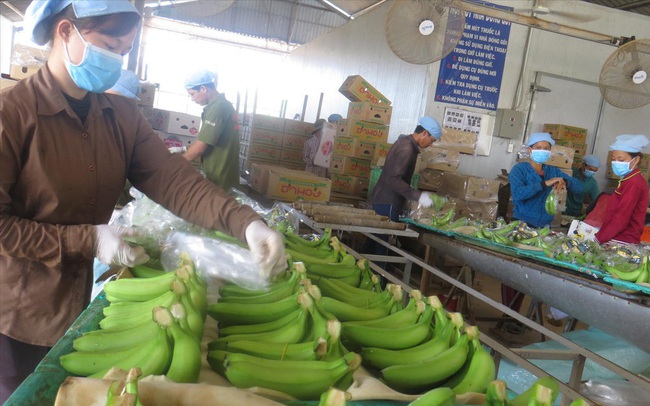 Xuất khẩu nông thủy sản hậu dịch COVID-19: Tìm cơ trong nguy