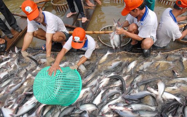 Sản lượng tăng, người nuôi cá tra phải bù lỗ từ 3.000 - 5.000 đồng/kg