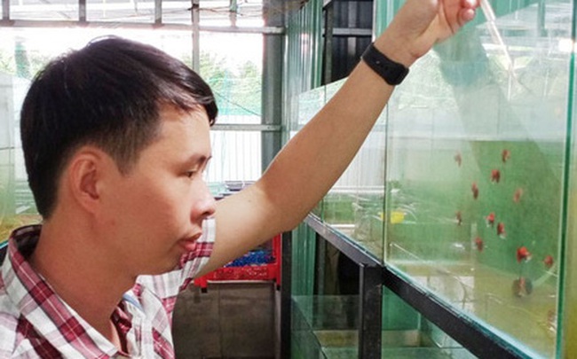 Nuôi hàng trăm bể cá, chàng trai Bến Tre trở thành triệu phú, kiếm 50 triệu đồng mỗi tháng Nuôi hàng trăm bể cá, chàng trai Bến Tre trở thành triệu phú, kiếm 50 triệu đồng mỗi tháng