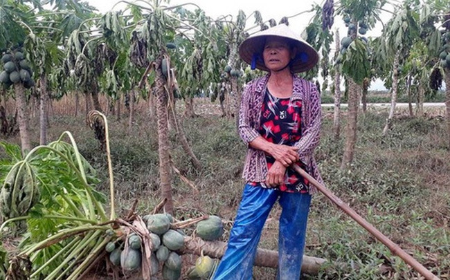Làng rau Bàu Tròn trắng tay sau lũ Làng rau Bàu Tròn trắng tay sau lũ