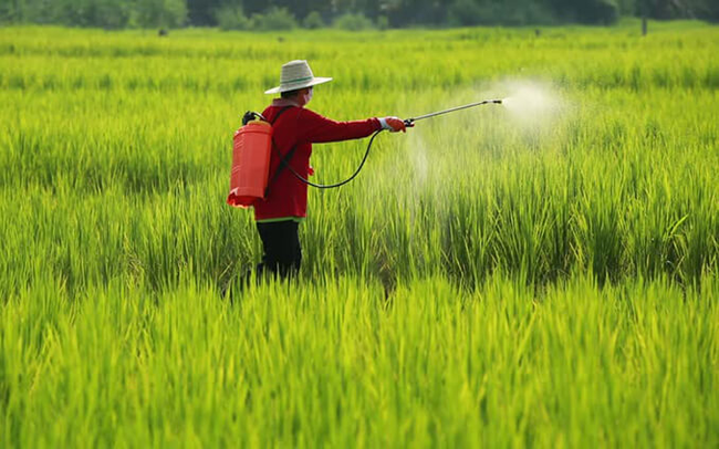 Từng "gây sốc" với chuỗi 16 phiên tăng trần rồi giảm sâu, Nông nghiệp Bình Thuận (ABS) thông báo chào bán riêng lẻ 42,5 triệu cổ phiếu