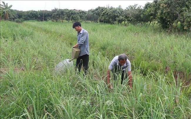 Nông sản chủ lực được giá, lợi nhuận cao