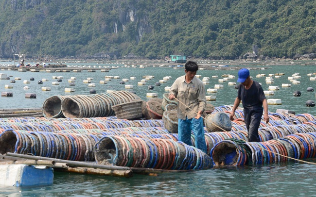 Quảng Ninh: Khổ, hơn 100.000 tấn ngao, hàu, tôm, cá đã to lắm rồi nhưng nông dân "nhấp nhổm" vì điều này