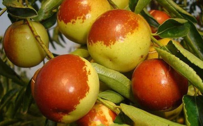 Cổ nhân nói: Ngày ăn 3 quả táo tàu đỏ có thể sống tới 99 tuổi, bí mật bên trong là gì? Cổ nhân nói: Ngày ăn 3 quả táo tàu đỏ có thể sống tới 99 tuổi, bí mật bên trong là gì?