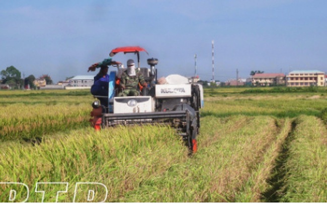 Thái Bình khắc phục sản xuất nhỏ, manh mún trong nông nghiệp