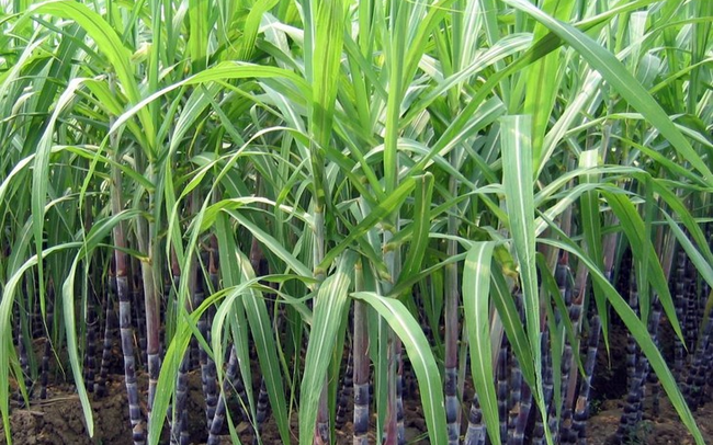 Thành Thành Công Biên Hòa (SBT) chốt ngày trả cổ tức cho cổ phần ưu đãi cổ tức Thành Thành Công Biên Hòa (SBT) chốt ngày trả cổ tức cho cổ phần ưu đãi cổ tức