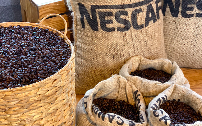 Nestle đang mua tới gần 30% lượng cà phê của Việt Nam