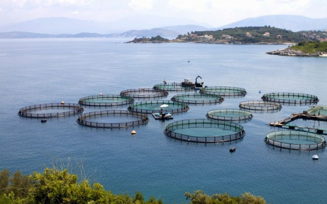 Một cá nhân vừa bán 25 triệu cổ phiếu Seaprodex (SEA), lãi gấp đôi sau nửa năm
