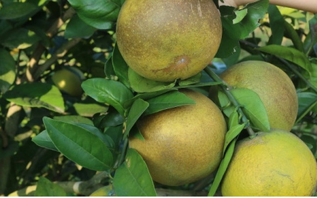 Nông dân thoát nghèo nhờ vườn cây chuyên canh