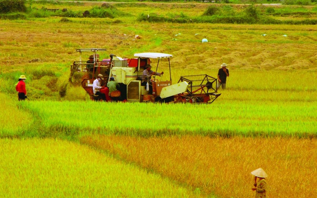 Trách nhiệm bảo vệ và phát triển đất trồng lúa