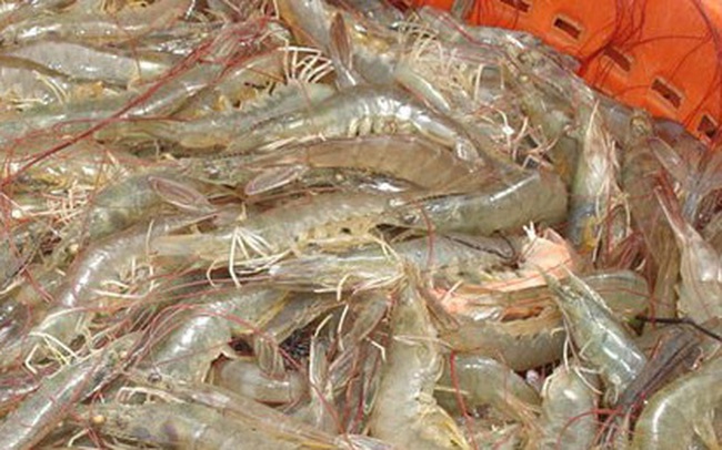 Ngành tôm Thái Lan điêu đứng vì Covid-19