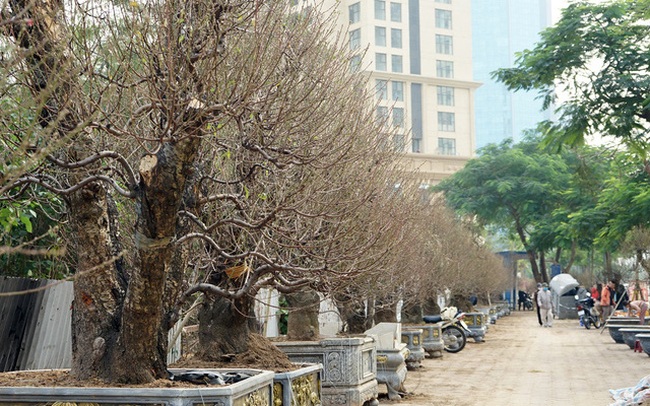 Hà Nội: Ngắm những gốc đào cổ thụ giá cả nghìn USD xuống phố đón Tết