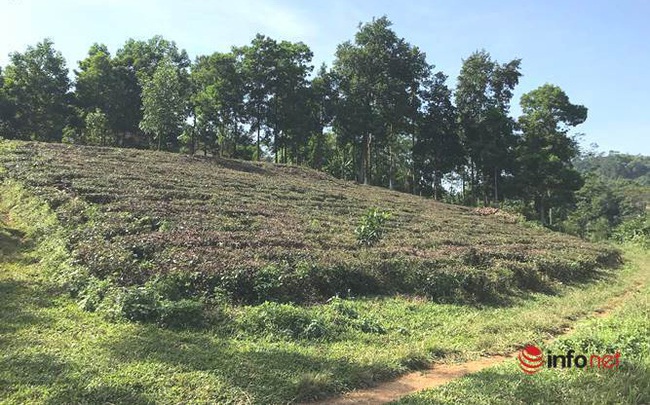 Người Hà Nội đua về các huyện mua đất vùng ven làm nhà vườn