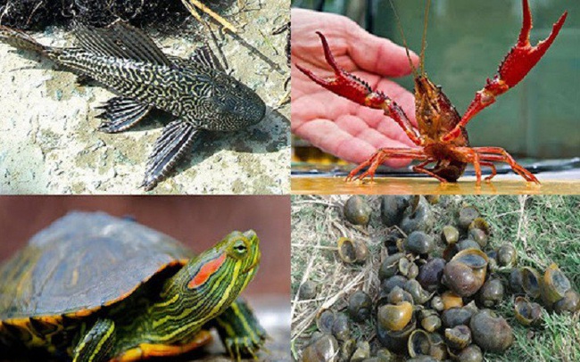 Xử lý nghiêm vi phạm trong nhập khẩu, phát tán trái phép loài ngoại lai xâm hại