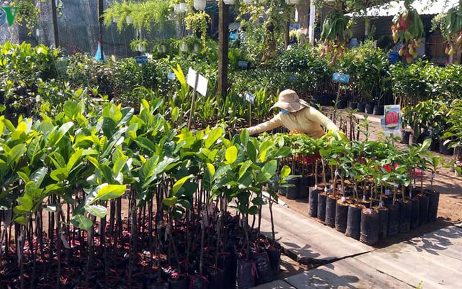 Sau hạn mặn, giá cây giống ở Tiền Giang tăng chóng mặt