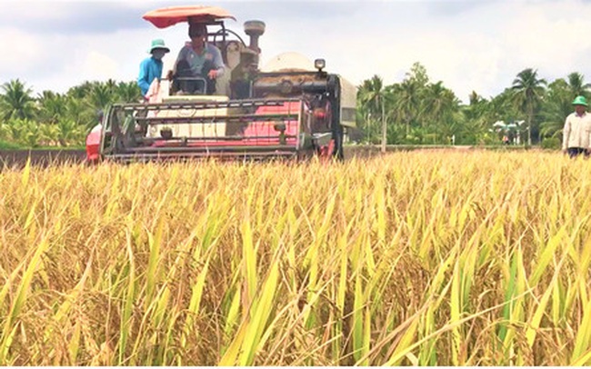 Lúa gạo tăng giá, doanh nghiệp và nông dân ĐBSCL phấn khởi.