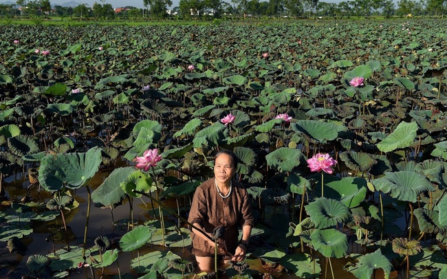 Báo Indonesia tôn vinh người phụ nữ đầu tiên mang tơ sen vào ngành dệt Việt Nam